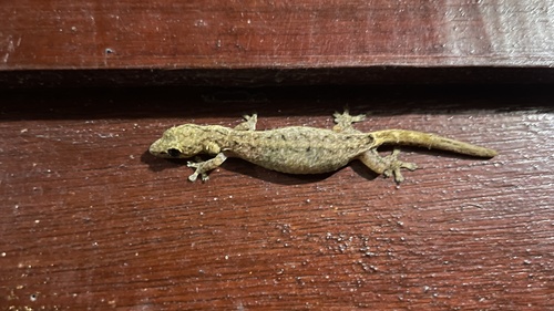 Indo-Pacific Slender Gecko