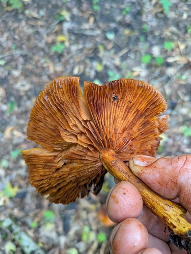 Yellow Gymnopilus