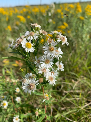 panicled aster