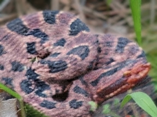 Pygmy Rattlesnake