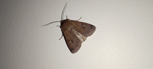 Square-spot Rustic