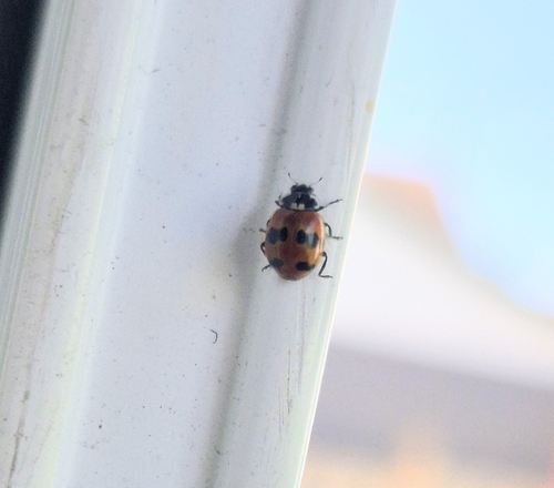 Two-spotted Lady Beetle