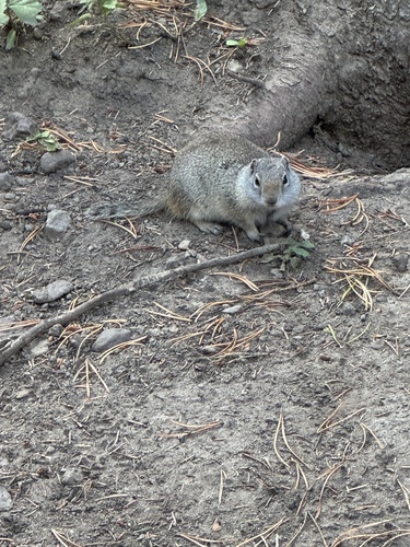 Uinta Ground Squirrel observed by knbuchi