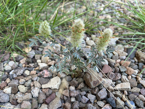 Wright's prairie clover