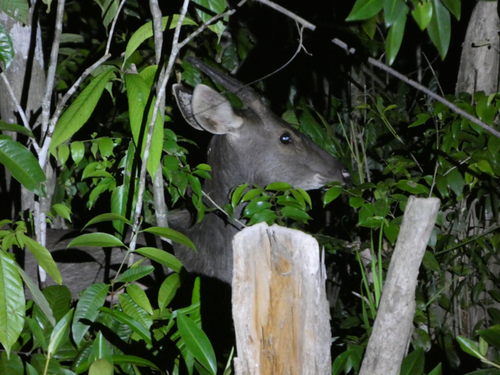 Bornean Sambar