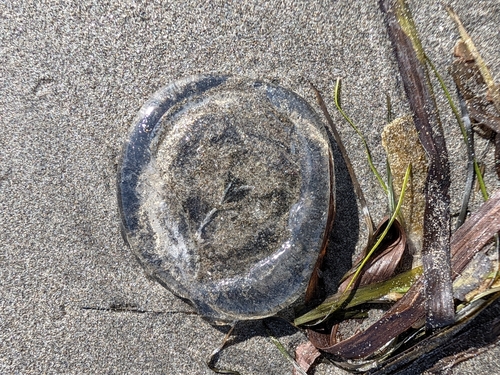 Victoria's Crystal Jelly