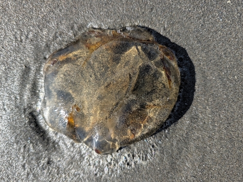 Pacific Sea Nettle
