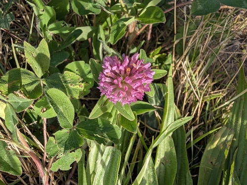 Red Clover