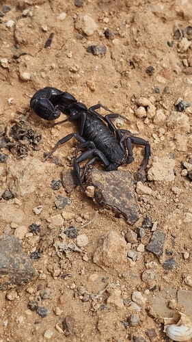 Androctonus bourdoni