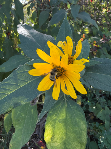 Half-black Bumble Bee