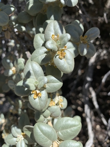 Roundleaf buffaloberry
