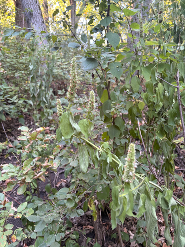 purple giant hyssop