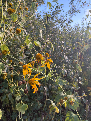 cutleaf coneflower