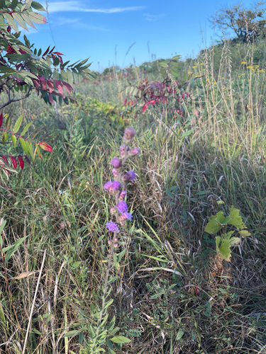 rough blazing star