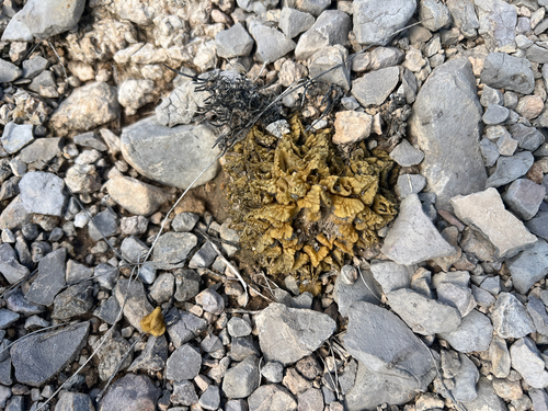 Ariocarpus fissuratus fissuratus