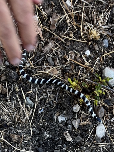 iNaturalist observation photo of California King Snake