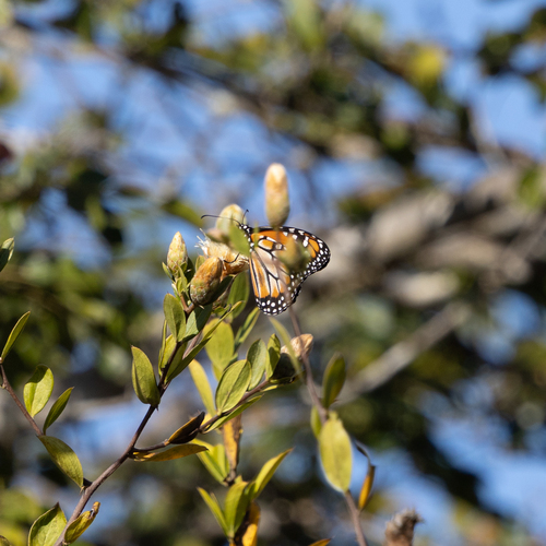 Southern Monarch