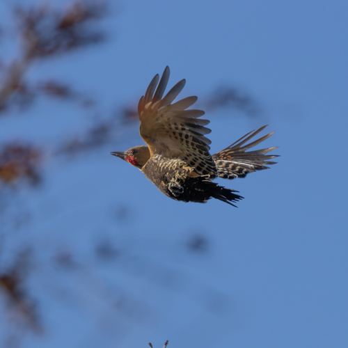 Ochre-backed Woodpecker