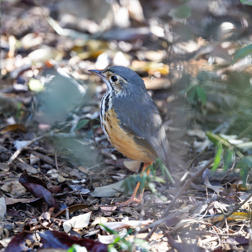 White-browed Antpitta