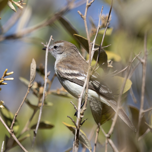Mouse-colored Tyrannulet