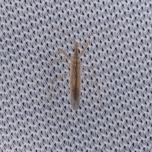 Pale Damsel Bug