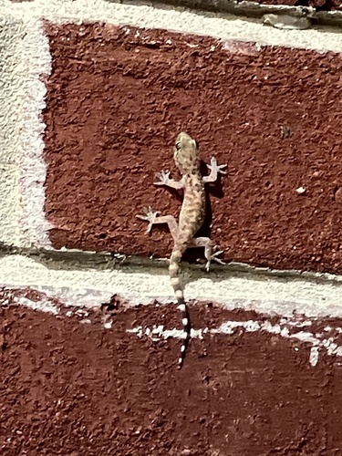 Mediterranean House Gecko