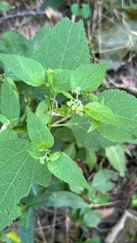 white snakeroot