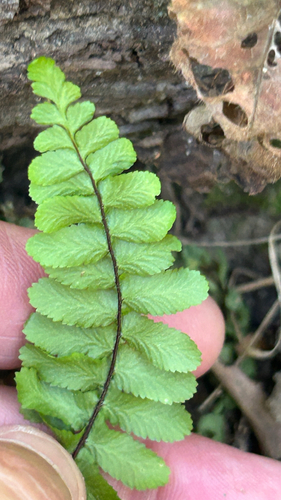 ebony spleenwort