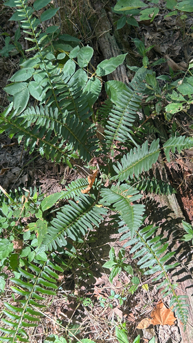 Christmas fern