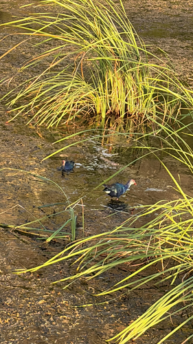 Gray-headed Swamphen