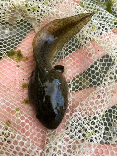 American Bullfrog