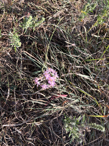 Prairie Onion