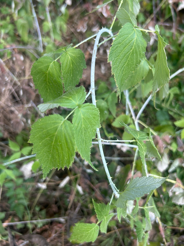 black raspberry