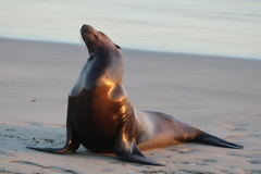 California Sea Lion