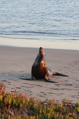 California Sea Lion