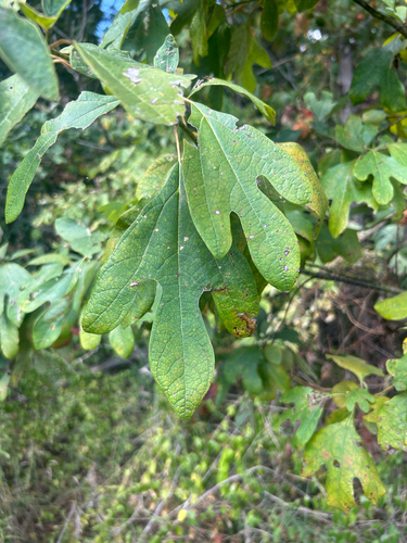sassafras