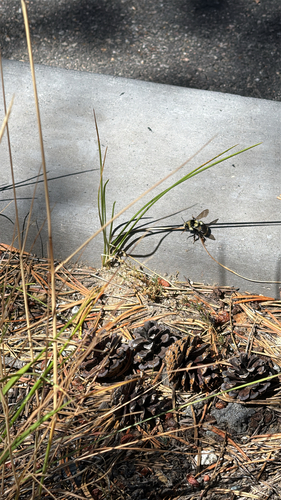 iNaturalist observation photo of Indiscriminate Cuckoo Bumble Bee