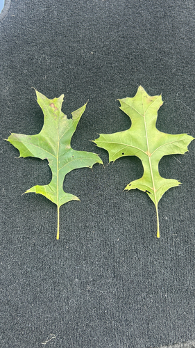 pin oak