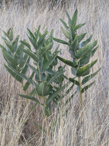 showy milkweed