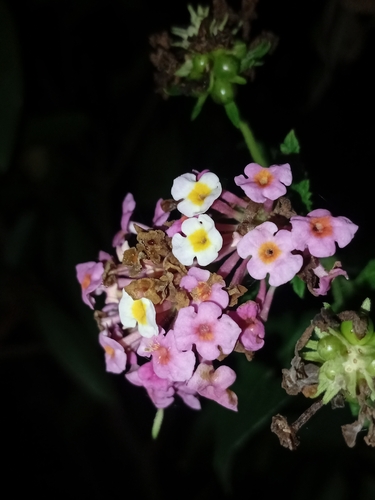 common lantana