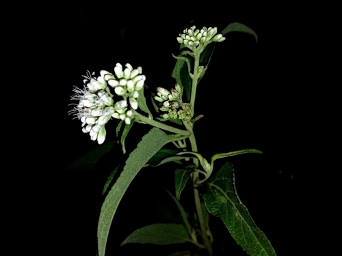 Whiteweed