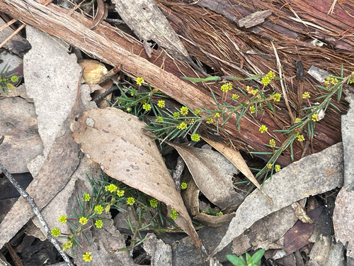 Thin-leaf Wattle