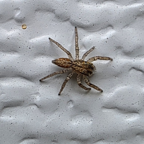 Dimorphic Jumping Spider