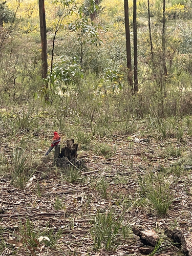 Crimson Rosella