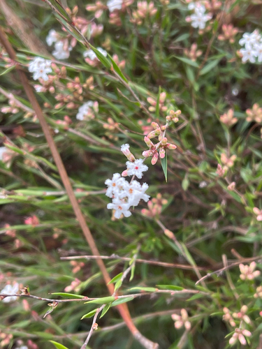 common beard-heath