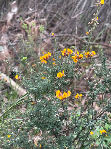 golden bush-pea