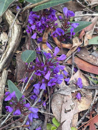 False Sarsaparilla