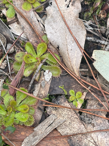 scented sundew