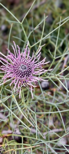 Spreading Coneflower