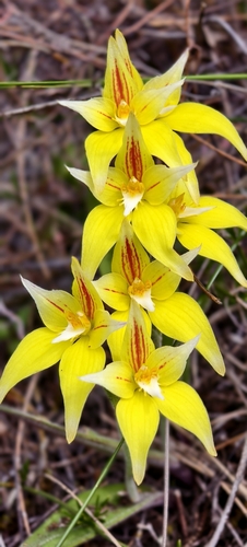 Cowslip Orchid
